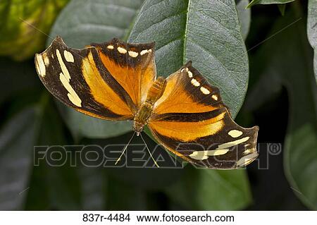 Tiger Leafwing (Consul fabius), directly above View Large Photo Image Picture - Tiger Leafwing (Consul fabius), directly above. Fotosearch