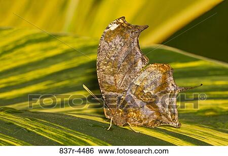 Tiger Leafwing (Consul fabius), side view View Large Photo Image Stock Photograph - Tiger Leafwing (Consul fabius), side view. Fotosearch