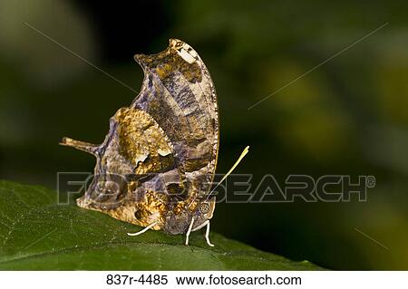 Tiger Leafwing (Consul fabius), side view View Large Photo Image Stock Photography - Tiger Leafwing (Consul fabius), side view. Fotosearch
