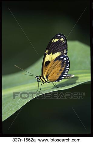 Tiger Longwing butterfly on a leaf View Large Photo Image Stock Image - Tiger Longwing butterfly on a leaf. Fotosearch