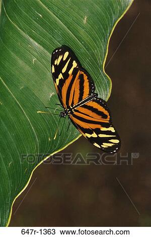 Tiger Mimic-Queen butterfly on a leaf (Lycorea cleobaea) View Large Photo Image Stock Image - Tiger Mimic-Queen butterfly on a leaf (Lycorea cleobaea). Fotosearch