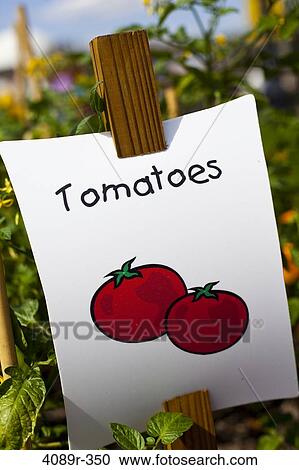 Clipart - Tomato sign in vegetable garden, close up. Fotosearch