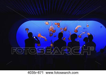 Stock Image - Tourists looking at jelly fish (Chironex fleckeri) in an aquarium, Monterey Bay Aquarium, Monterey, California, USA. Fotosearch