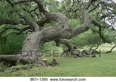 Tree in a field, Texas, USA View Large Photo Image Stock Photography - Tree in a field, Texas, USA. Fotosearch