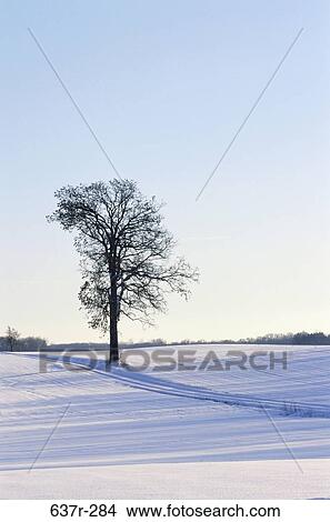 Picture - Tree in a snow covered landscape. Fotosearch