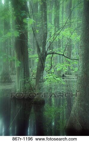 Trees at Cypress Gardens, Charleston, South Carolina, USA View Large Photo Image Stock Photograph - Trees at Cypress Gardens, Charleston, South Carolina, USA. Fotosearch