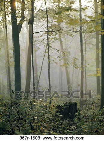 Trees in a forest, Ohio, USA View Large Photo Image Stock Photo - Trees in a forest, Ohio, USA. Fotosearch