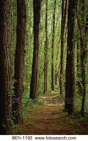Trees in a forest View Large Photo Image Stock Image - Trees in a forest. Fotosearch