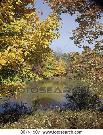 Stock Photo - Trees near a pond, Ohio, USA. Fotosearch