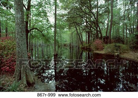 Trees near a pond, South Carolina, USA View Large Photo Image Stock Photo - Trees near a pond, South Carolina, USA. Fotosearch