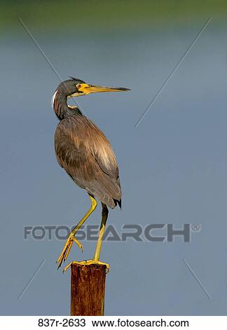 Stock Image - Tricolored Heron standing on a wooden post. Fotosearch