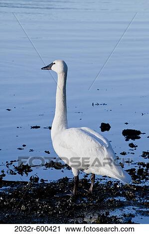 Trumpeter Swan (Cygnus buccinator) View Large Photo Image Stock Image - Trumpeter Swan (Cygnus buccinator). Fotosearch
