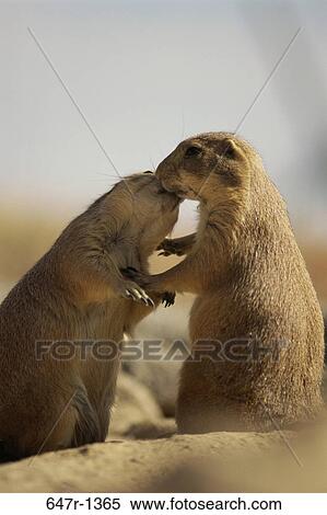 Stock Photography - Two Black-Tailed Prairie Dogs. Fotosearch