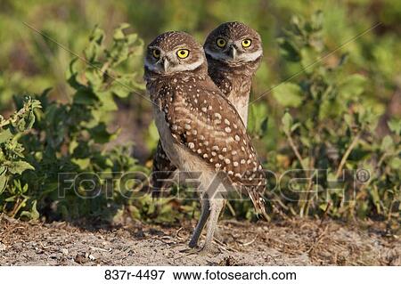 Two Burrowing Owl (Athene cunicularia) juveniles on ground View Large Photo Image Stock Photo - Two Burrowing Owl (Athene cunicularia) juveniles on ground. Fotosearch