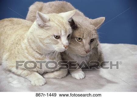 Two cats sitting together Stock Photo