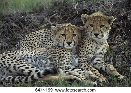 Stock Photo - Two cheetahs lying together. Fotosearch