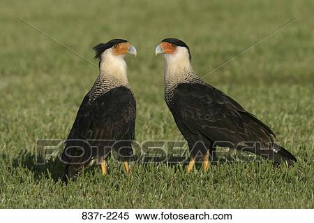 Two Crested Caracaras Hawks on a lawn View Large Photo Image Stock Photography - Two Crested Caracaras Hawks on a lawn. Fotosearch