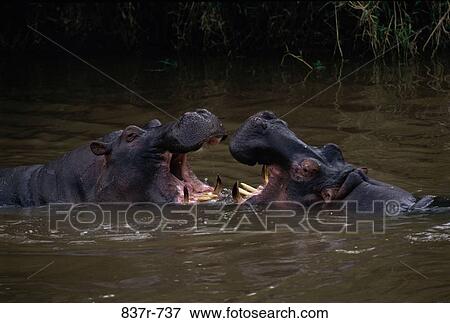 Two hippopotamuses in water, Masai Mara National Park, Kenya View Large Photo Image Stock Photo - Two hippopotamuses in water, Masai Mara National Park, Kenya. Fotosearch