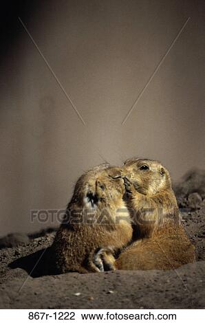 Two prairie dogs View Large Photo Image Stock Image - Two prairie dogs. Fotosearch