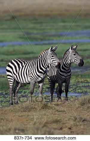 Two zebras View Large Photo Image Picture - Two zebras. Fotosearch