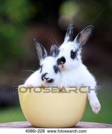 Twp rabbits in bowl View Large Photo Image Stock Photo - Twp rabbits in bowl. Fotosearch