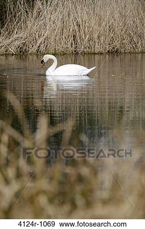 UK, London Barnes, Mute Swan (Cygnus color) in London Wetland Centre View Large Photo Image Stock Photo - UK, London Barnes, Mute Swan (Cygnus color) in London Wetland Centre. Fotosearch