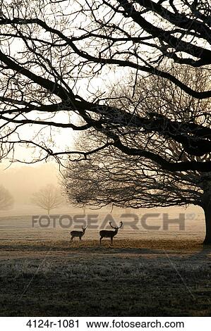 UK, London Deer and bare tree silhouetted by rising sun in frostbound Richmond Park View Large Photo Image Stock Image - UK, London Deer and bare tree silhouetted by rising sun in frostbound Richmond Park. Fotosearch