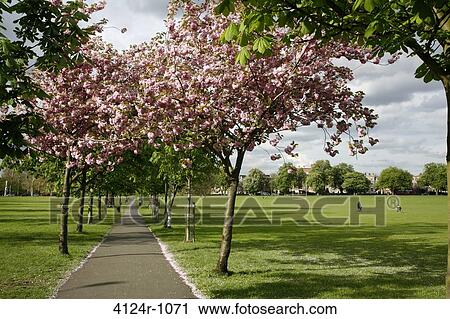 UK, London East Dulwich, Cherry blossom on Peckham Rye Common View Large Photo Image Stock Image - UK, London East Dulwich, Cherry blossom on Peckham Rye Common. Fotosearch