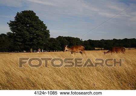Stock Photography - UK, London East Sheen, Deer in Richmond Park. Fotosearch
