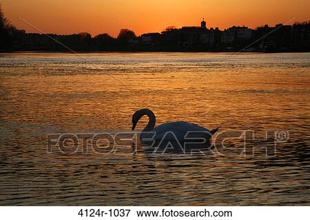 UK, London Hammersmith, Hammersmith Bridge, Silhouette of Mute Swan (Cygnus color) by sunset on River Thames View Large Photo Image Stock Photo - UK, London Hammersmith, Hammersmith Bridge, Silhouette of Mute Swan (Cygnus color) by sunset on River Thames. Fotosearch