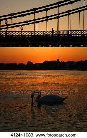 UK, London Hammersmith, Silhouettes of Mute Swan (Cygnus color) by sunset on River Thames, Hammersmith Bridge in background View Large Photo Image Stock Image - UK, London Hammersmith, Silhouettes of Mute Swan (Cygnus color) by sunset on River Thames, Hammersmith Bridge in background. Fotosearch