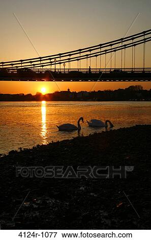 UK, London Hammersmith, Silhouettes of Mute Swans (Cygnus color) by sunset on River Thames, Hammersmith Bridge in background View Large Photo Image Stock Photo - UK, London Hammersmith, Silhouettes of Mute Swans (Cygnus color) by sunset on River Thames, Hammersmith Bridge in background. Fotosearch