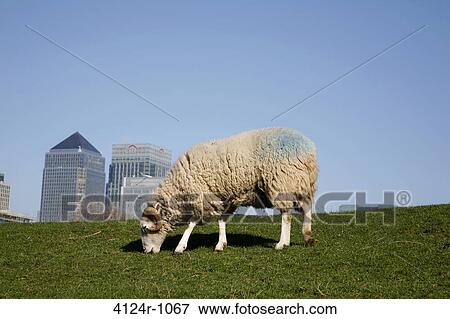 UK, London Isle of Dogs, Canary Wharf, Sheep grazing in Mudchute City Farm, One Canada Square in background View Large Photo Image Stock Photo - UK, London Isle of Dogs, Canary Wharf, Sheep grazing in Mudchute City Farm, One Canada Square in background. Fotosearch
