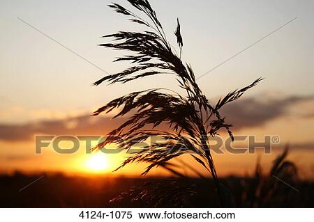 UK, London Purfleet, Silhouette of grass against sky at sunset at RSPB Old Moor View Large Photo Image Stock Photography - UK, London Purfleet, Silhouette of grass against sky at sunset at RSPB Old Moor. Fotosearch
