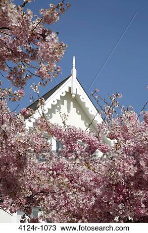 UK, London Putney, Cherry blossom in front of white roof of building on Deodar Road View Large Photo Image Stock Image - UK, London Putney, Cherry blossom in front of white roof of building on Deodar Road. Fotosearch