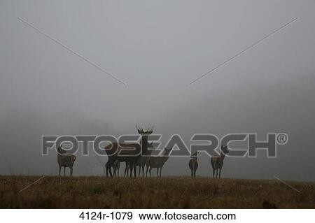 UK, London Richmond Park, Deer on misty Sawyers Hill View Large Photo Image Stock Photo - UK, London Richmond Park, Deer on misty Sawyers Hill. Fotosearch