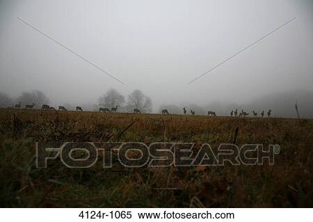 UK, London Richmond Park, Deer on misty Sawyers Hill View Large Photo Image Stock Photography - UK, London Richmond Park, Deer on misty Sawyers Hill. Fotosearch
