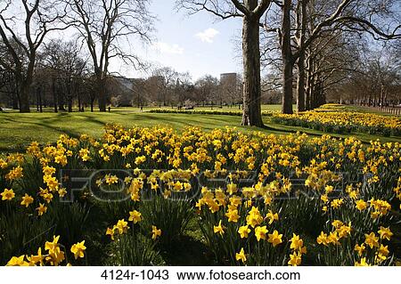 UK, London St James's, Daffodils growing in St James's Park View Large Photo Image Stock Image - UK, London St James's, Daffodils growing in St James's Park. Fotosearch