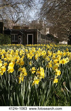 UK, London St James's, Daffodils growing in front of building, guardsman standing by entrance View Large Photo Image Stock Image - UK, London St James's, Daffodils growing in front of building, guardsman standing by entrance. Fotosearch