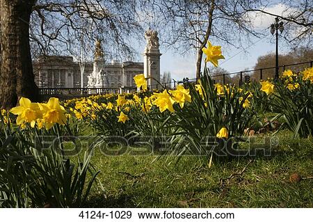 UK, London St James's, Daffodils growing in front of Buckingham Palace in St James's Park View Large Photo Image Stock Photo - UK, London St James's, Daffodils growing in front of Buckingham Palace in St James's Park. Fotosearch