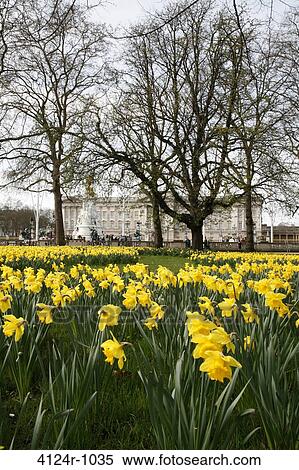 UK, London St James's, Daffodils growing in front of Buckingham Palace in St James's Park View Large Photo Image Stock Photography - UK, London St James's, Daffodils growing in front of Buckingham Palace in St James's Park. Fotosearch