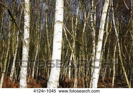 UK, London Wimbledon, Silver birch (Betula pendula) wood on Wimbledon Common View Large Photo Image Stock Photography - UK, London Wimbledon, Silver birch (Betula pendula) wood on Wimbledon Common. Fotosearch