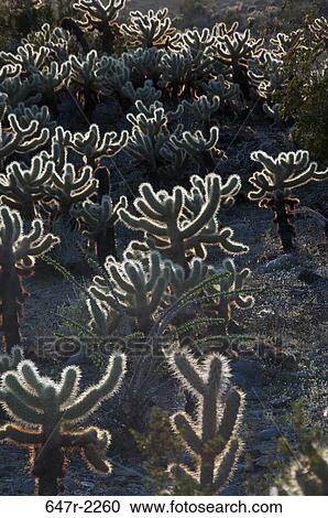 USA, California, Anza Borrego Desert State Park, Cholla Cactus View Large Photo Image Stock Image - USA, California, Anza Borrego Desert State Park, Cholla Cactus. Fotosearch
