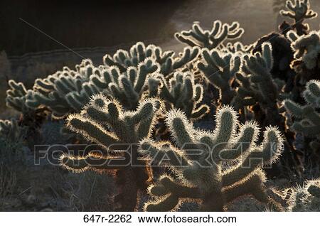 USA, California, Anza Borrego Desert State Park, Cholla Cactus View Large Photo Image Stock Image - USA, California, Anza Borrego Desert State Park, Cholla Cactus. Fotosearch