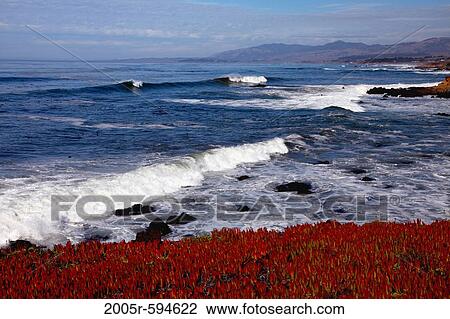 USA, California, Montana de Oro State Park, Surf and Ice Plant View Large Photo Image Stock Image - USA, California, Montana de Oro State Park, Surf and Ice Plant. Fotosearch