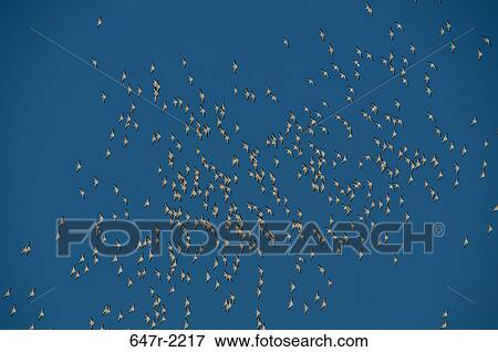 USA, California, White pelicans (pelecanus erythrorhynchos) soaring over Salton Sea View Large Photo Image Stock Photo - USA, California, White pelicans (pelecanus erythrorhynchos) soaring over Salton Sea. Fotosearch
