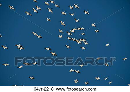 USA, California, White pelicans (pelecanus erythrorhynchos) soaring over Salton Sea View Large Photo Image Stock Photo - USA, California, White pelicans (pelecanus erythrorhynchos) soaring over Salton Sea. Fotosearch