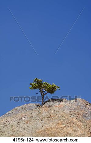 USA, Colorado, Rocky Mountain, Small tree growing on rock, low angle view View Large Photo Image Picture - USA, Colorado, Rocky Mountain, Small tree growing on rock, low angle view. Fotosearch