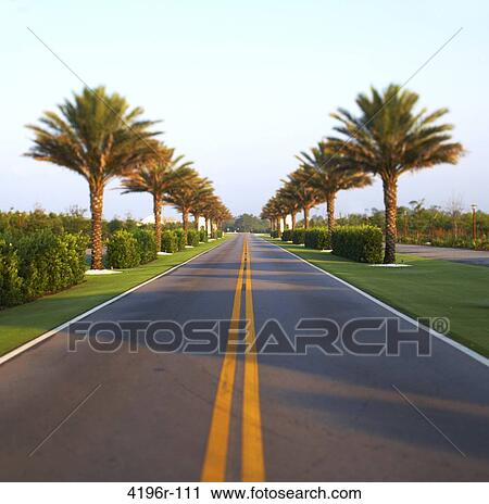 USA, Florida, Alys Beach, Palm tree-lined road View Large Photo Image Stock Image - USA, Florida, Alys Beach, Palm tree-lined road. Fotosearch