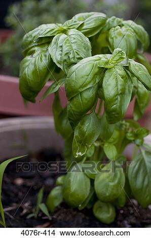 Picture - USA, Florida, Jacksonville, Basil growing in garden. Fotosearch